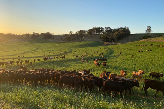 Portaria da Adapar intensifica regras para combate à brucelose e tuberculose bovina no Paraná