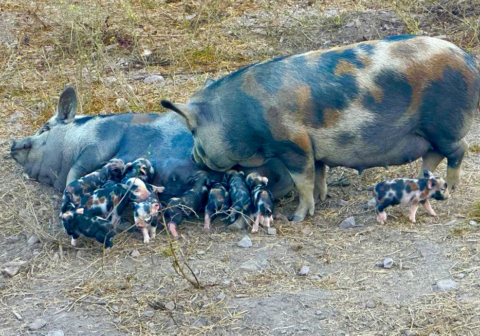 Raça de porco Caruncho resgata origem da suinocultura no Brasil
