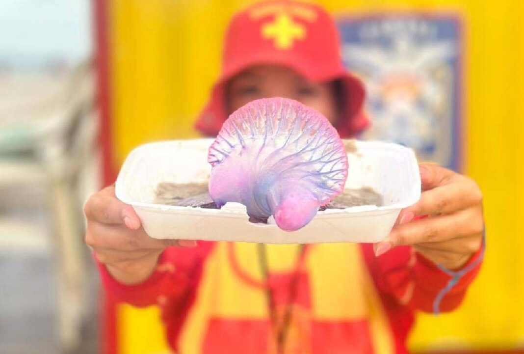 Veja o que fazer em casos de queimaduras por água-viva