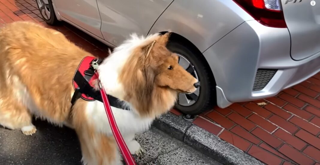 Japonês que gastou R$ 75 mil em fantasia de cachorro faz seu primeiro passeio na rua; veja