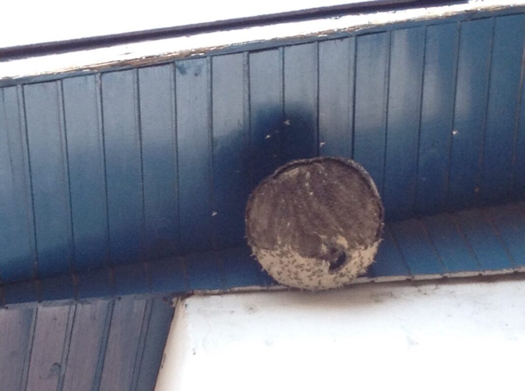 Vespas 'ajudam' polícia a prender fugitivo na Alemanha