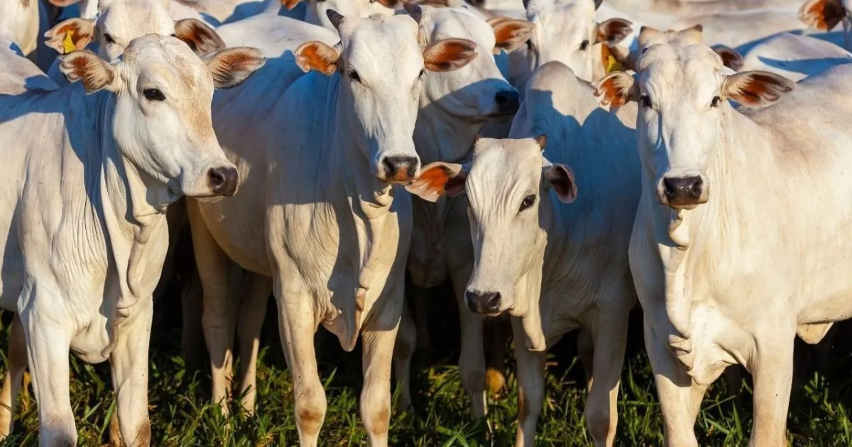 Preço do boi tem alta acumulada de quase 5% em fevereiro