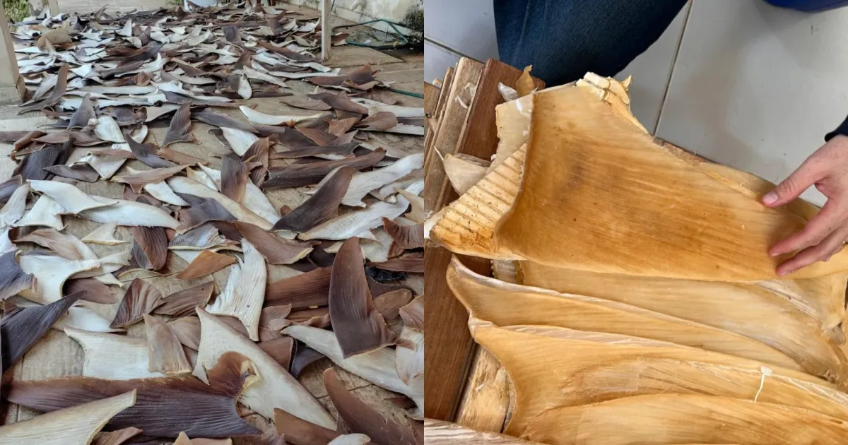 PF apreende 1,5 tonelada de barbatanas de tubarão ilegais em casa na Bahia