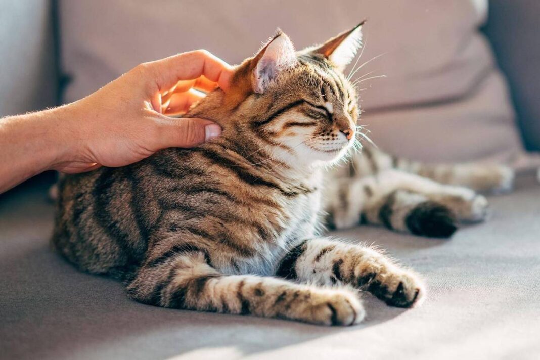 Como gatos podem fornecer chave para cura do câncer em humanos – 21/02/2026 – Equilíbrio e Saúde