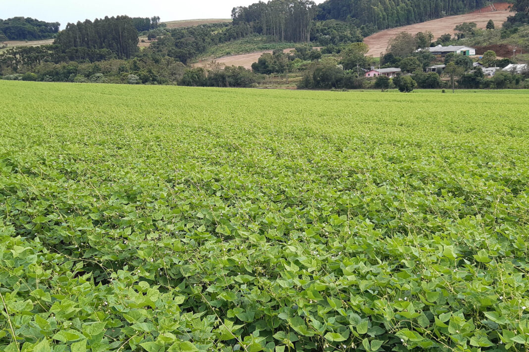 Cultivares paranaenses fortalecem o agro até fora do Brasil