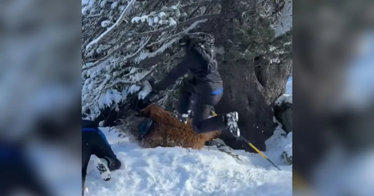 Vestido de Chewbacca, brasileiro é espancado em estação de esqui na França