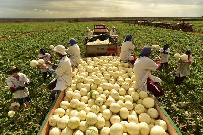 Fazenda brasileira de melões colhe 1 milhão de frutos por dia