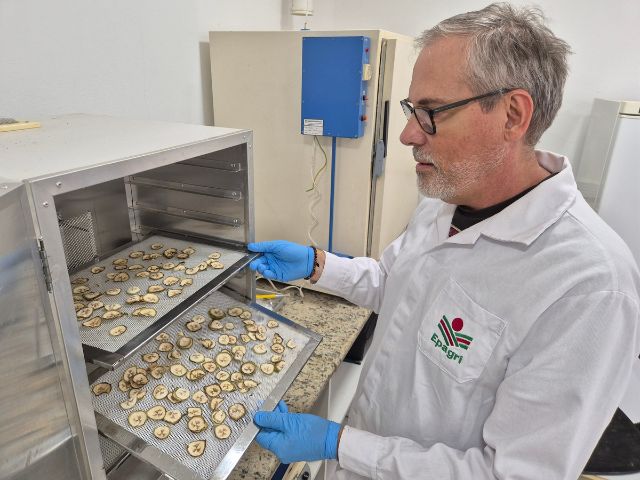 Estudo em SC pretende transformar banana verde em farinha