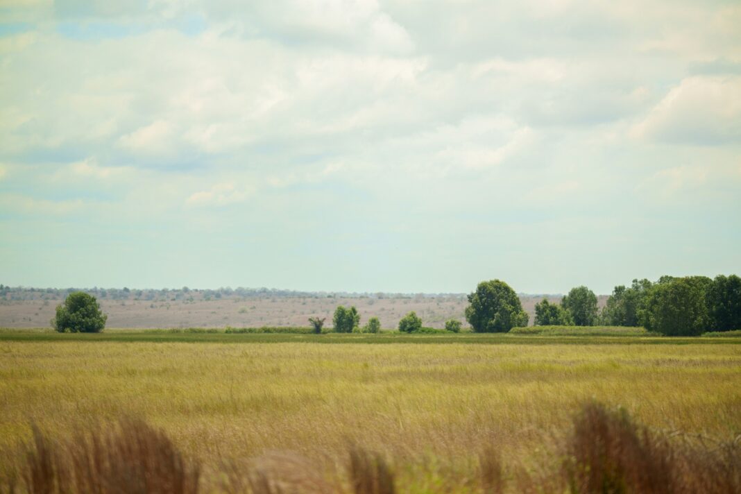 Por que Angola está cedendo terras para produtores brasileiros
