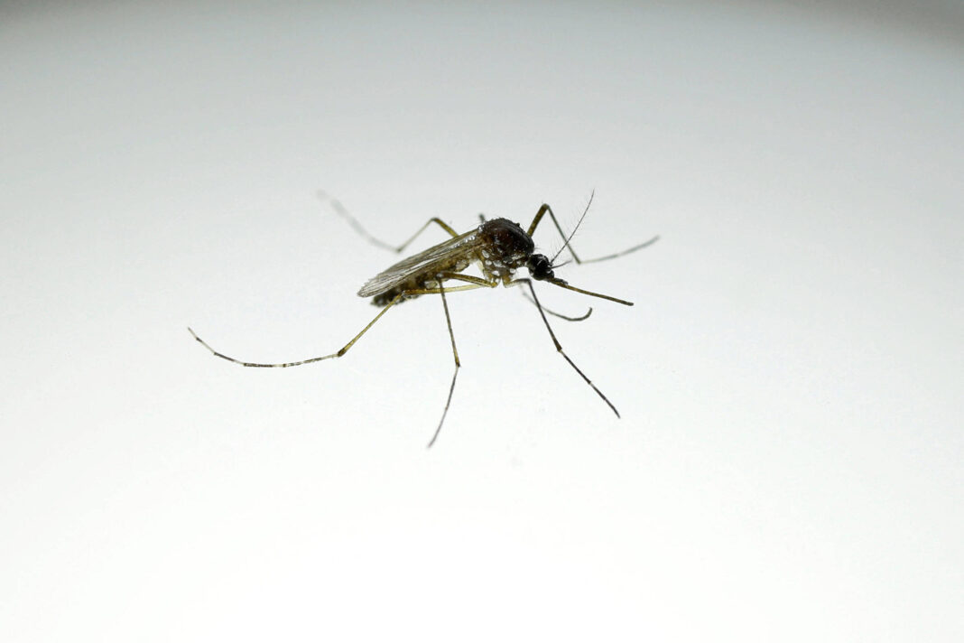 Dengue desacelera, mas mata 28 pessoas no Brasil em 2026 – 13/03/2026 – Equilíbrio e Saúde