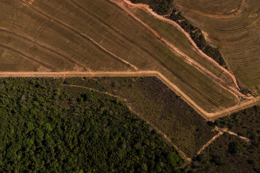 Cidades que mais desmatam têm renda 27% abaixo da média – 29/03/2026 – Ambiente