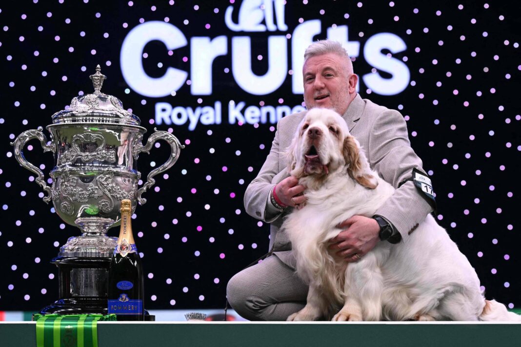 Crufts: Cão da raça clumber spaniel vence competição – 09/03/2026 – Bom Pra Cachorro