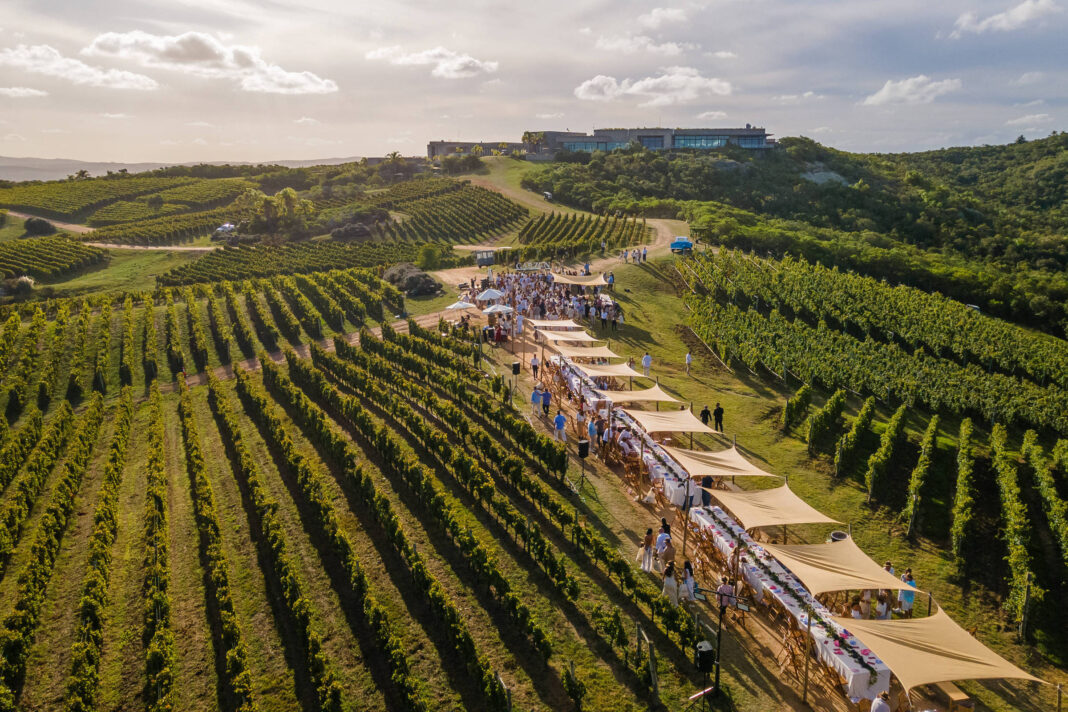Cansou de chardonnay? Veja opção de vinho branco – 19/03/2026 – Isabelle Moreira Lima