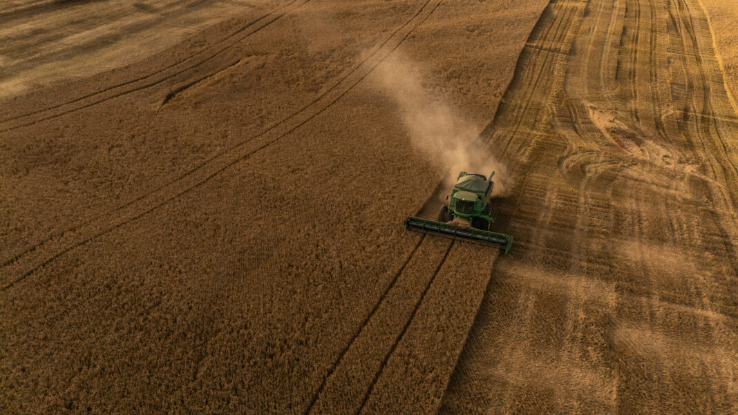 Produção de cevada no Brasil: crescimento e desafios