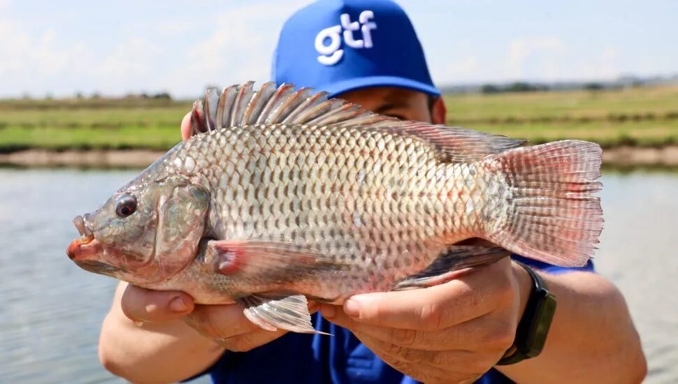 GTF investe R$ 120 milhões em fazenda de tilápia no Paraná
